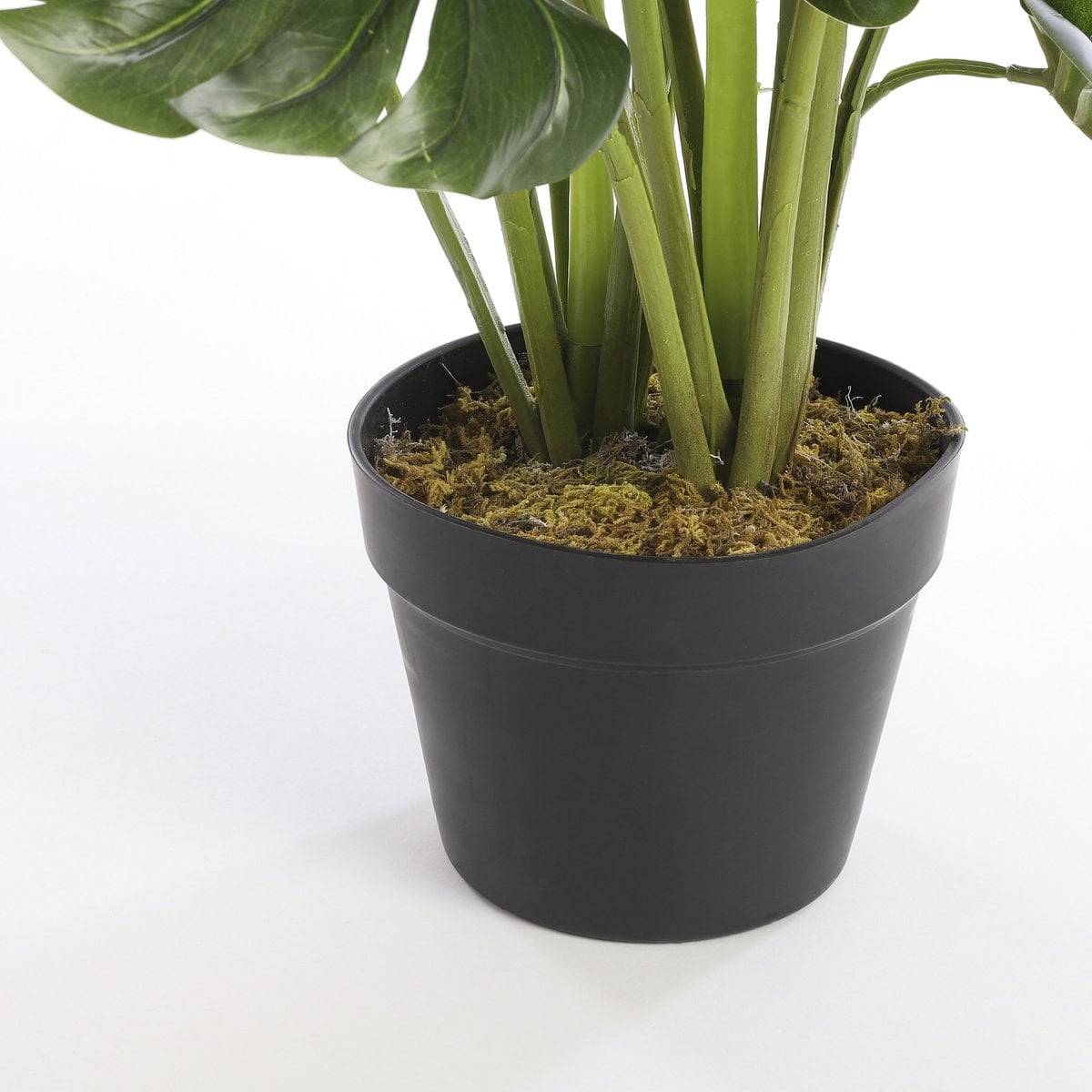 Ambiance intérieure avec la plante Monstera