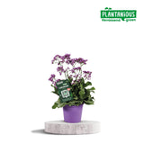 Lac de Limonium Salt - Ø19cm - ↕60cm