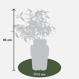 3x - Vitis Pixie Mix - ↨30cm - Ø14