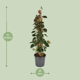 Philodendron Lupine Mobiletok - Ø16cm - ↕75cm