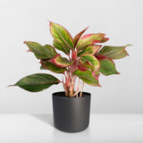 Aglaonema Crète - ø12cm - ↕30cm