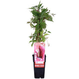 Hortensia. SSP. 'Engelmannii' - Ø15cm - ↕65cm