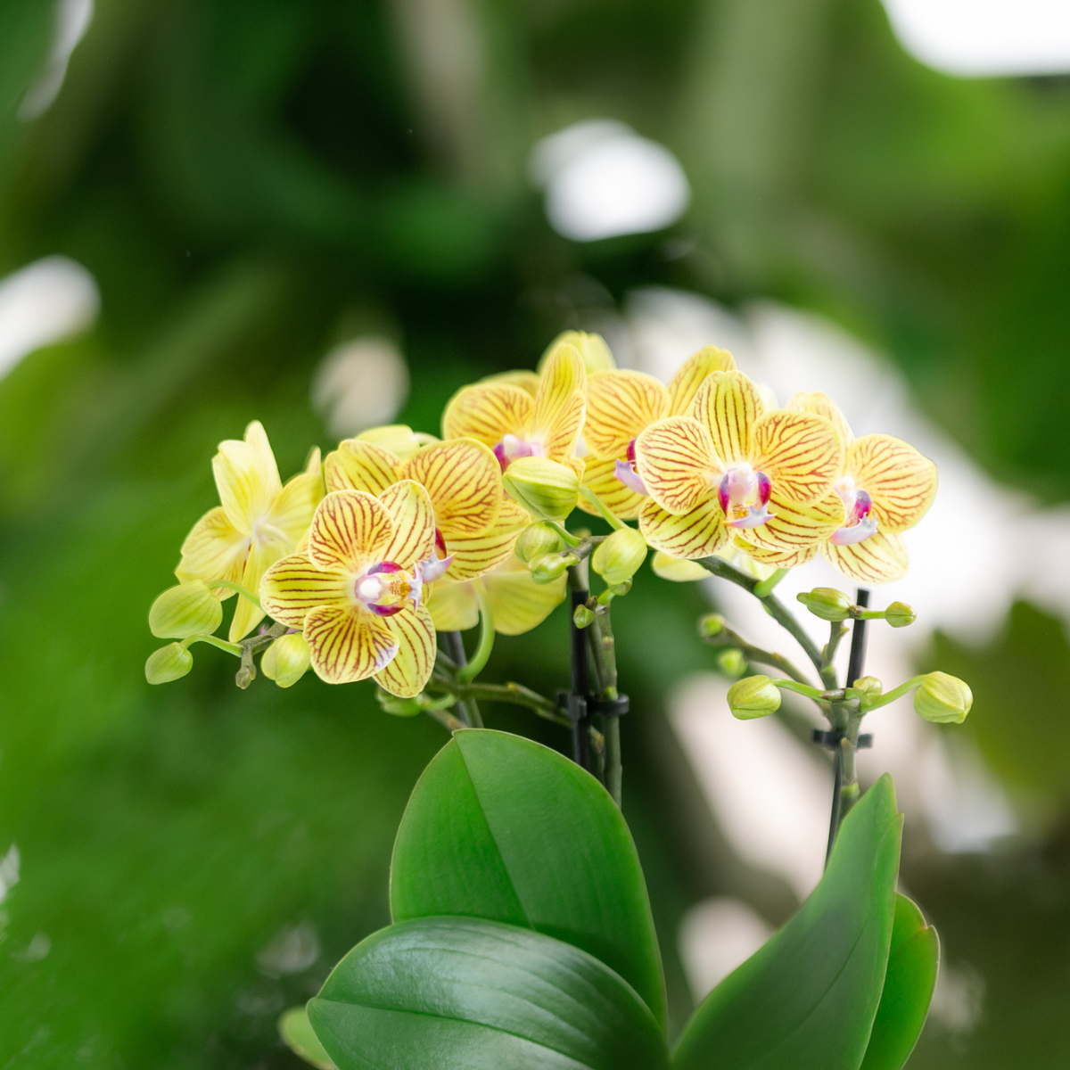 Lot de 4 orchidées fraîches du producteur