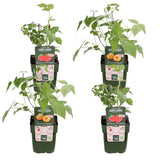 4x - Rubus 'Autumn' Mix - ↨45cm - Ø13