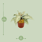 Aphelandra blanche 25 cm