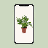Minima Monstera - Ø1SCM - ↕25cm