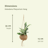 2x Kokodama Platycerium Hang - Hertshoornvaren - 35 cm - Ø15