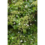3x - Hortengea pétiolaris - ↨65 cm - Ø15