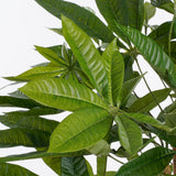 Ambiance intérieure avec la plante Pachira dans un salon élégant