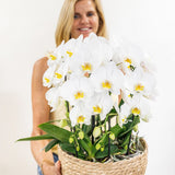 Lot de 3 orchidées blanches Niagara en panier en osier 12 cm