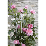 Plante Rosa Crazy in Love rose - Ø15 cm - 65 cm
