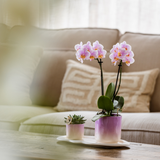 Lot orchidée Phalaenopsis violette et succulente en pot céramique