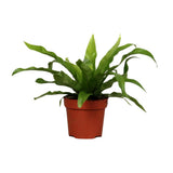 Asplenium old - Ø12cm - ↕25cm