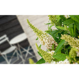 Buddleja 'Butterfly Candy' Ø19 cm