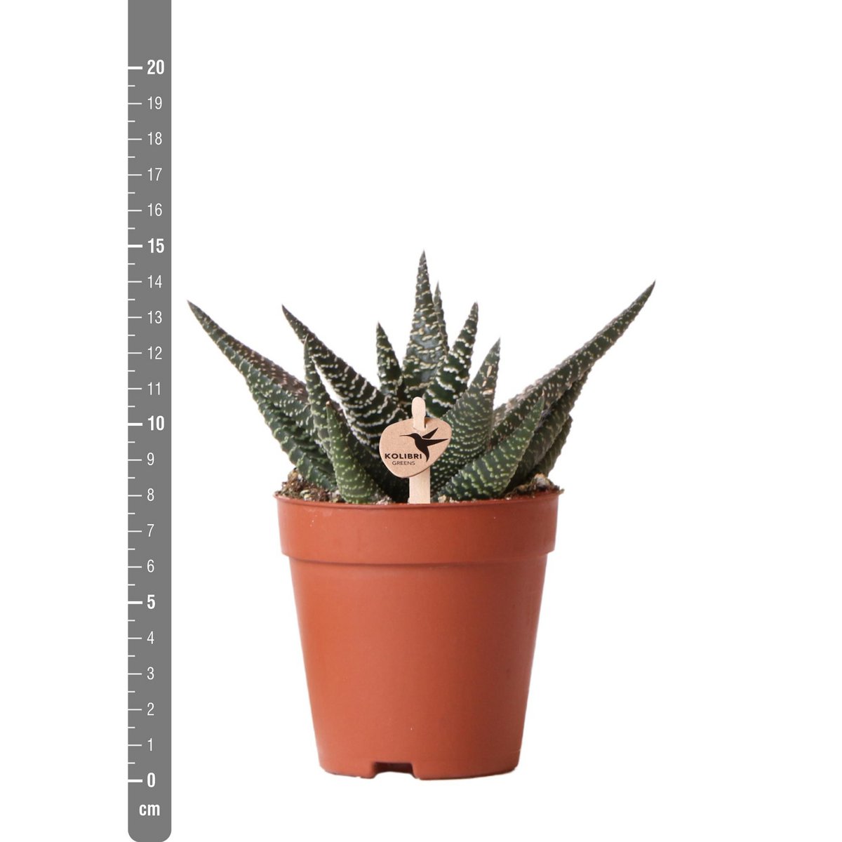 Vue rapprochée de la plante succulente Haworthia Royal Highness
