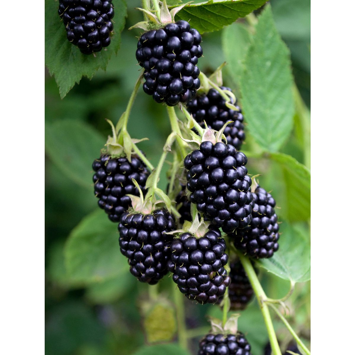 Rubus fruticosus 'Black Satin' sans épines Ø13 cm hauteur 45 cm