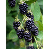 Rubus fruticosus 'Black Satin' sans épines Ø13 cm hauteur 45 cm