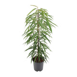 Ficus binnendijkii alii - Ø21cm - ↕80cm
