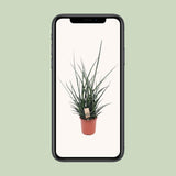 Sansevieria Fernwood Punk - Ø17cm - ↕65cm