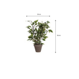 Plante artificielle Ficus natasja Vert
