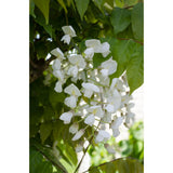2x wisteria floribunda 'le plus long blanc' - ↨65cm - Ø15