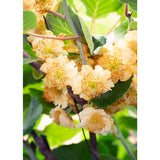 3X - Actinidia delciosioa 'Jenny' - ↨45cm - Ø13