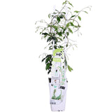 Trachelospermum jasmin étoilé blanc