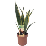 Sansevieria Lawrence - Ø14cm - ↕50cm