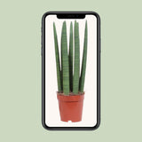 Droit droit - zø12cm - ↕40cm