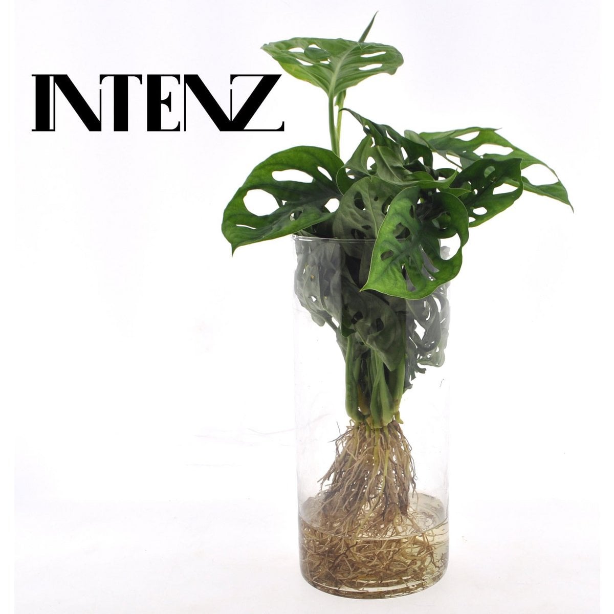Monstera dans cylindre en verre, plante luxuriante avec feuilles vertes