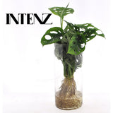 Monstera dans cylindre en verre, plante luxuriante avec feuilles vertes