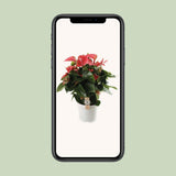 Anthurium rose en pot Ø21 cm hauteur 65 cm