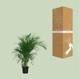 Dypsis Lutescens en pleine croissance sous une lumière indirecte