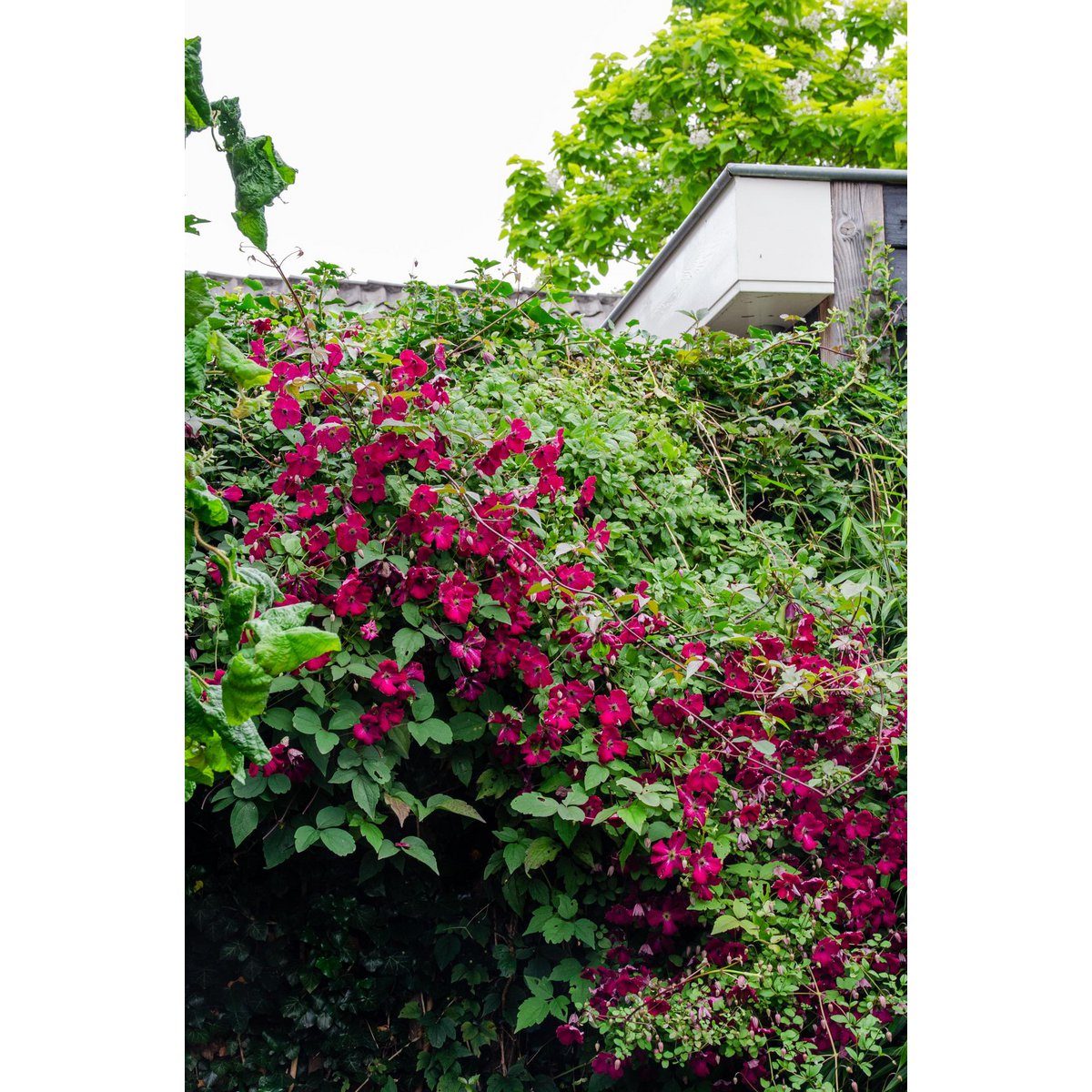 Vue rapprochée des fleurs de Clematis Rouge Cardinal
