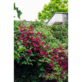 Vue rapprochée des fleurs de Clematis Rouge Cardinal