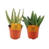 Aloe Duo - 2 pièces - Ø10,5cm - ↕15cm