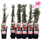 Pyracantha plante d'extérieur feuillage dense et baies orange