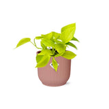 Plante Epipremnum pinnatum Golden Pothos Ø14 cm