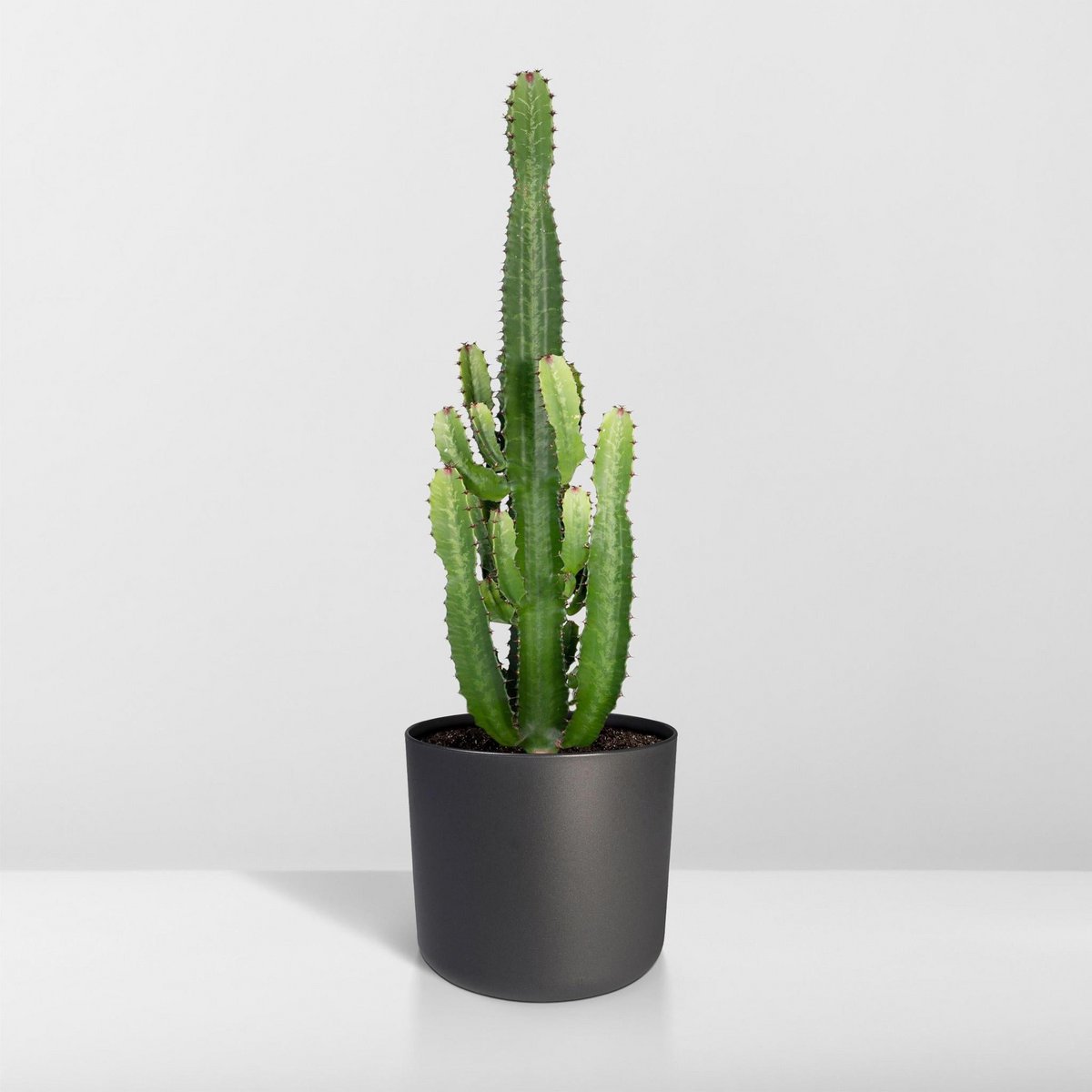 Euphorbia Acruensis - Plante en extérieur