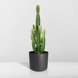 Euphorbia Acruensis - Plante en extérieur