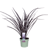 Phormium 'rouge nana' - Ø14cm - ↕50cm