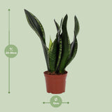 Sansevieria Whitey 12cm - Ø12cm - ↕27cm