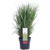 Panicum virgatum cheyenne ciel - Ø23cm - ↕60cm - Ø23 - ↨60cm