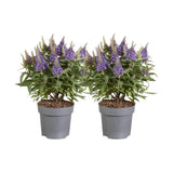 Lot de 2 plantes artificielles Buddleja Candy Little lilas 17 cm x 40 cm