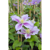 4x - Clematis Peek - ↨65cm - Ø15