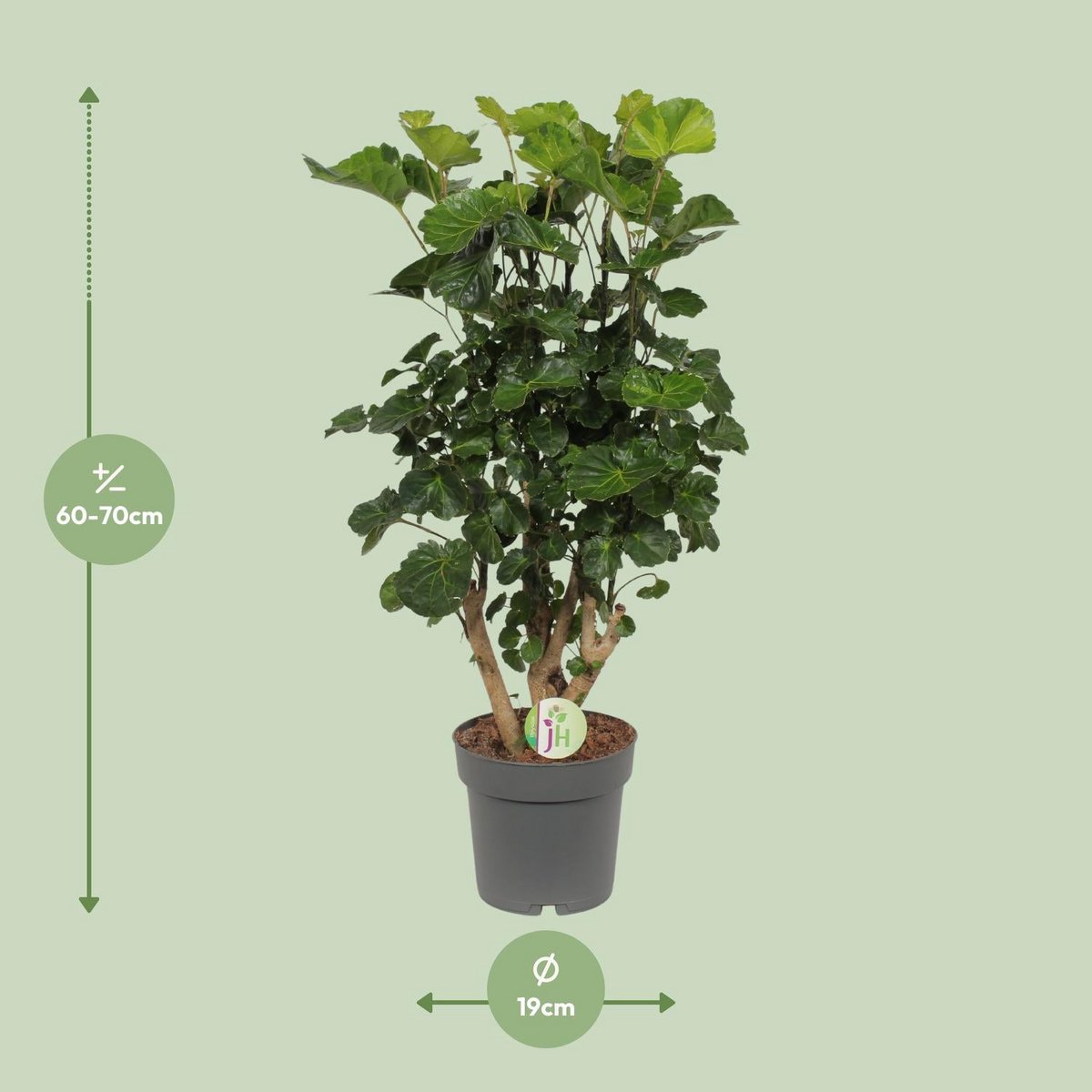 Polyscias citron - Ø19cm - ↕65cm