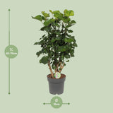 Polyscias citron - Ø19cm - ↕65cm