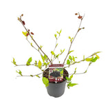 MAGO MAT. 'Mojo Berrie' - Ø13cm - ↕10cm