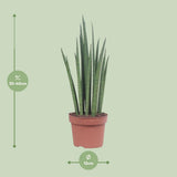 Sansevieria Mickal - Ø12cm - ↕40cm