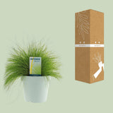 Deschampsia Flexuosa AmiLime - Ø17cm - ↕30cm